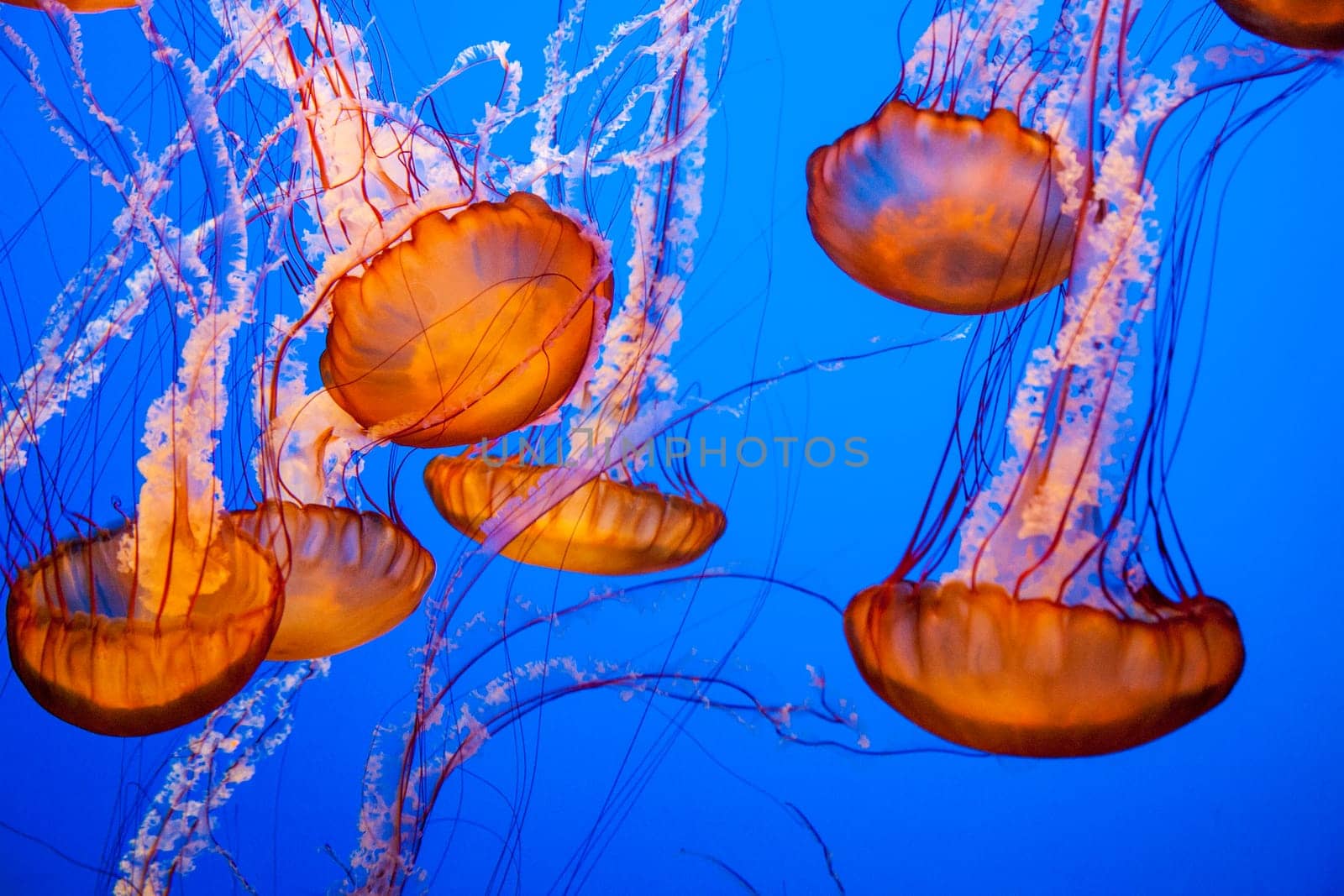 Jellyfish With a Blue Background in aquarium