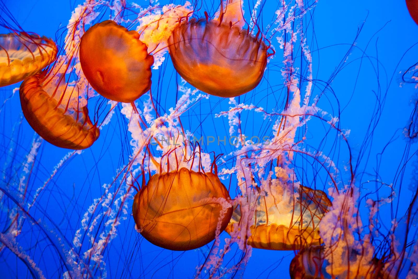 Jellyfish With a Blue Background in aquarium