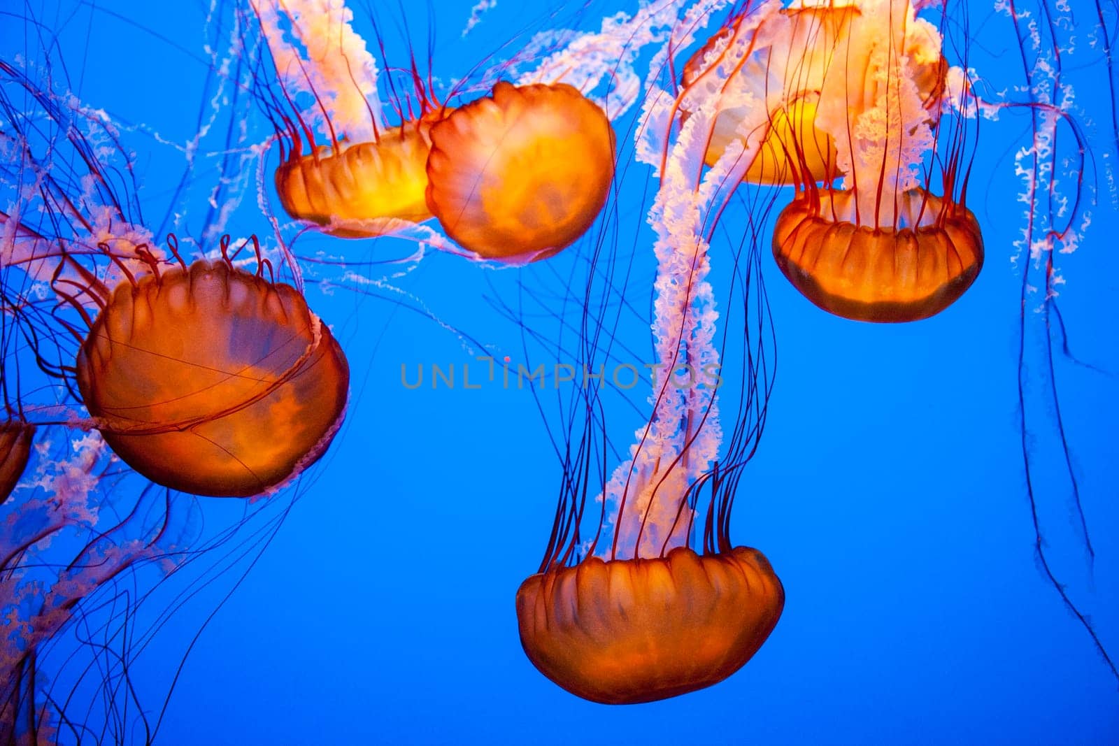 Jellyfish With a Blue Background in aquarium