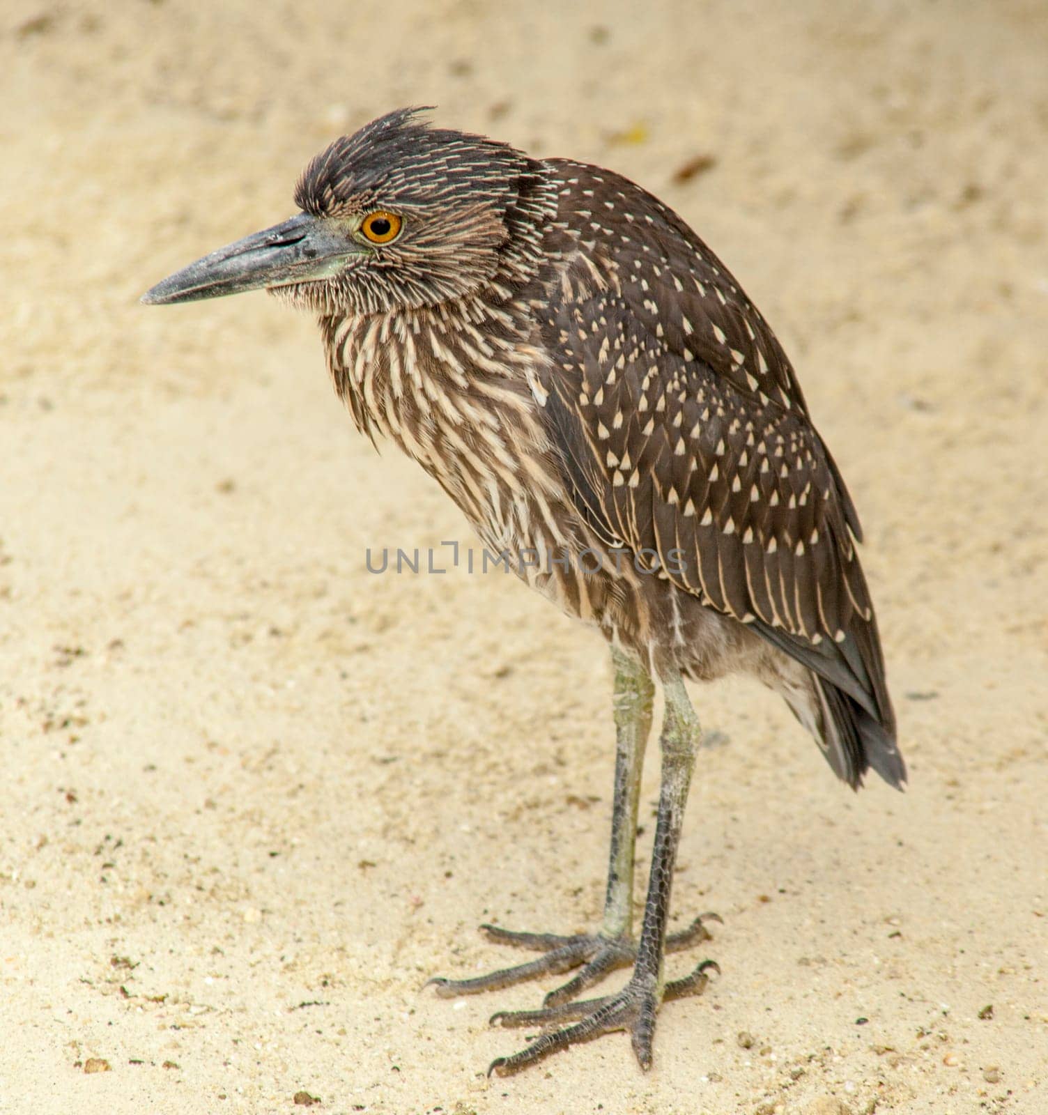 Heron standing on Galapagos sand
