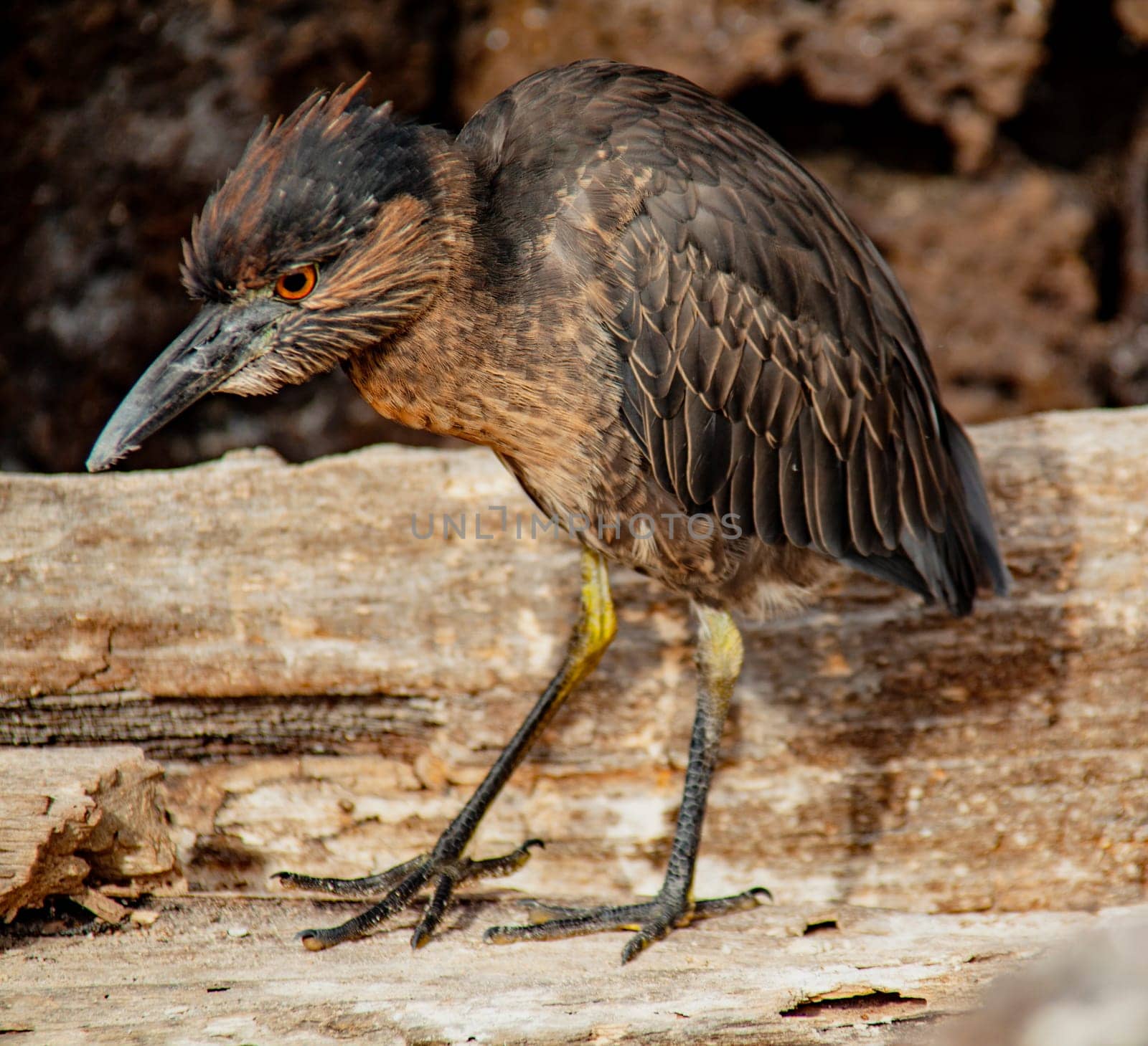 Yellow Crown Night Heron on Isla Genovesa, Galapagos Islands, Ecuador