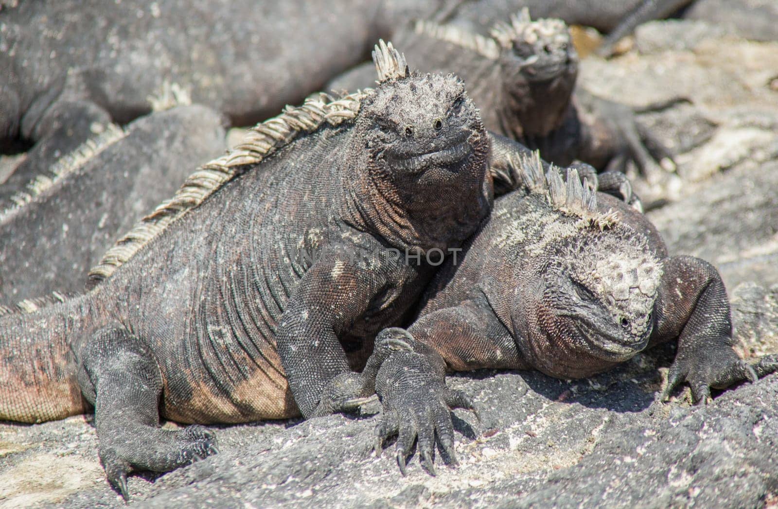 Galapagos Marine Iguanas Sunning on Rock, on Isla Fernandina, Galapagos Islands, Ecuador