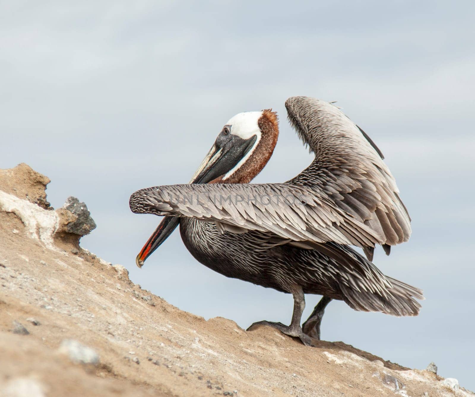 Galapagos Pelican sitting on rock