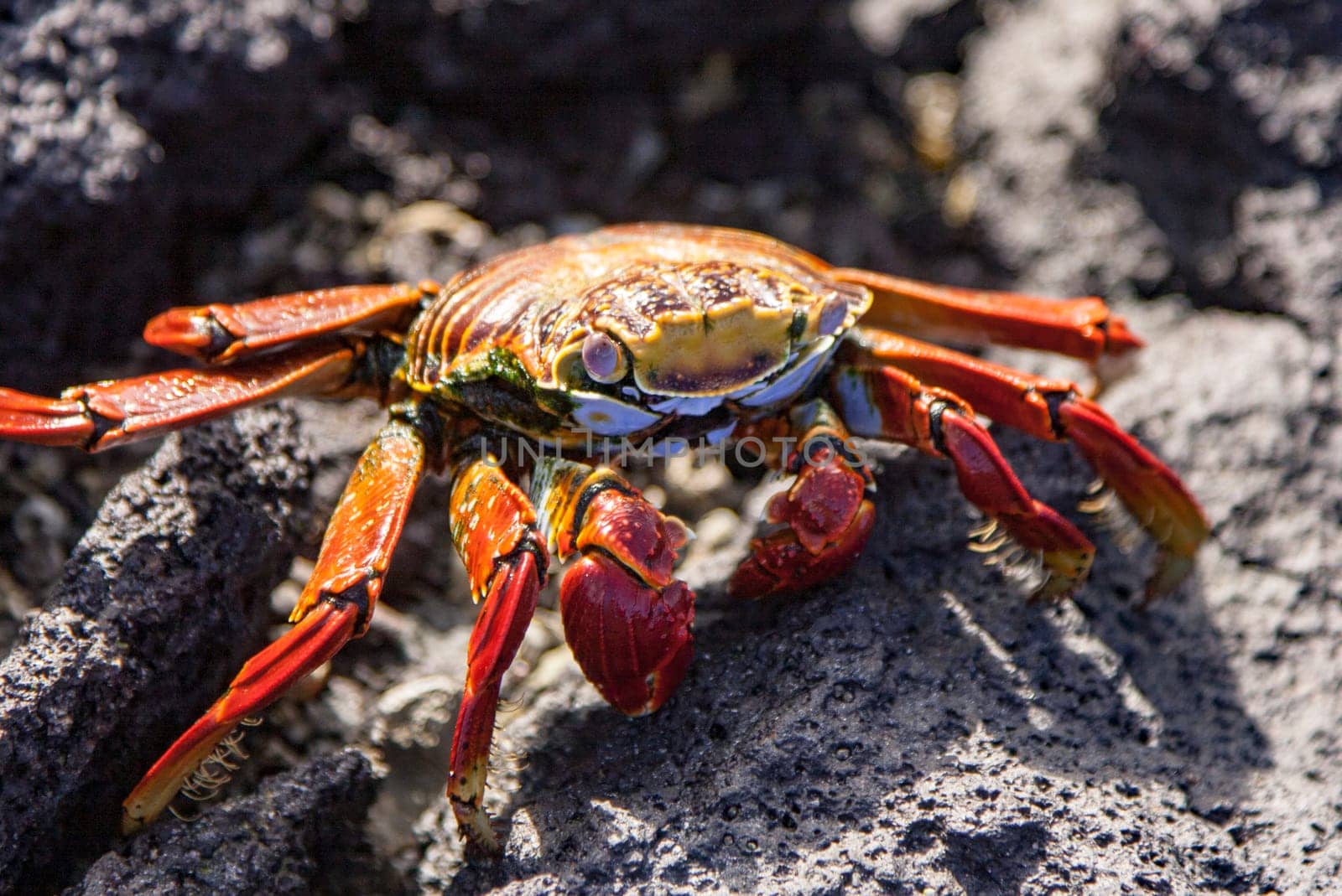 Sally Lightfoot crab on Galapagos Islands