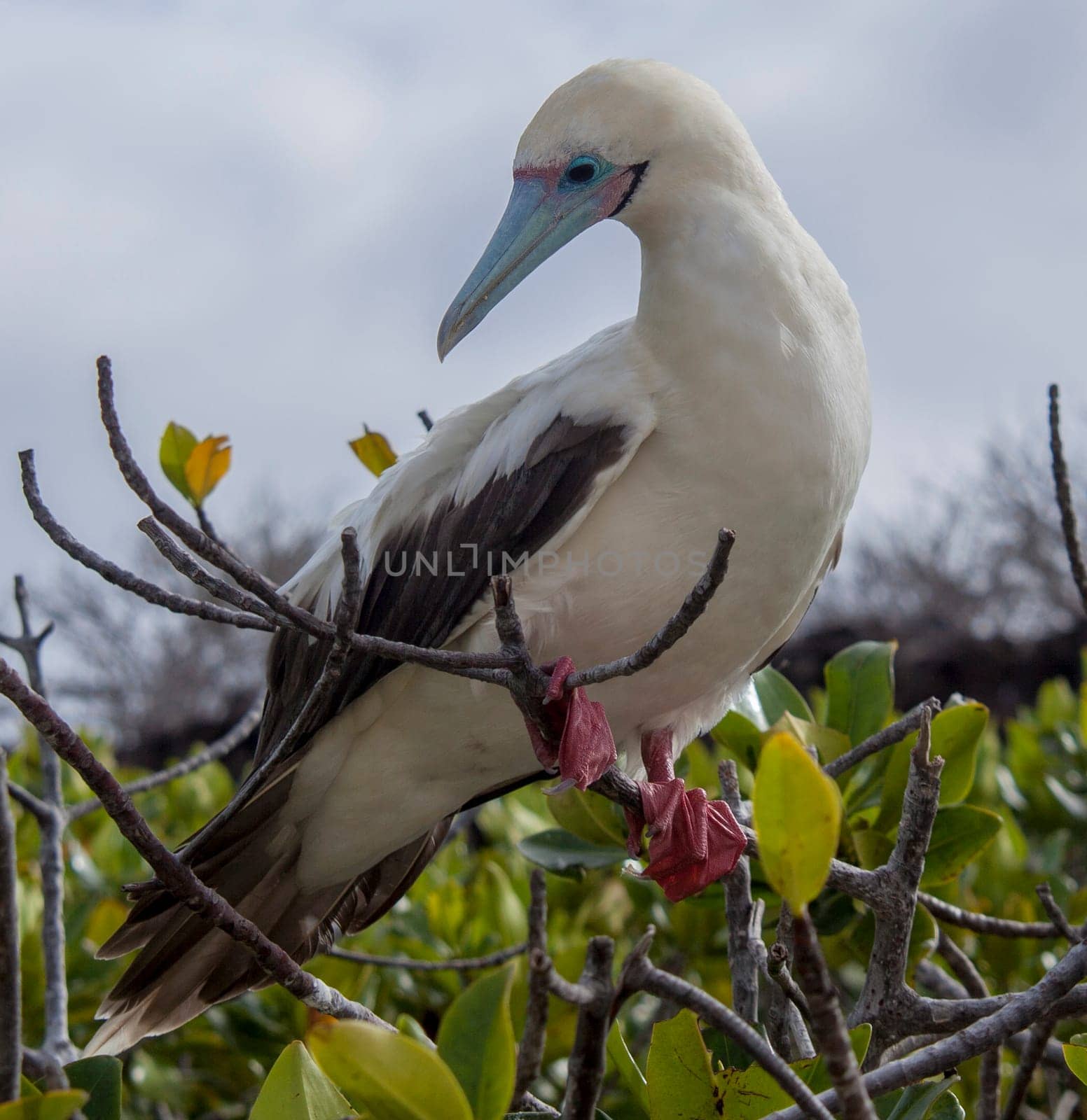 Red-footed boobies on Isla San Cristobal, Galapagos, Ecuador