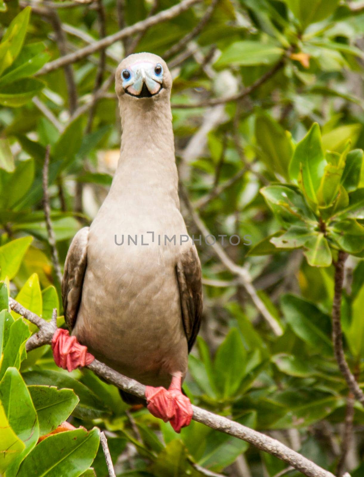 Red-footed booby on Isla San Cristobal, Galapagos, Ecuador