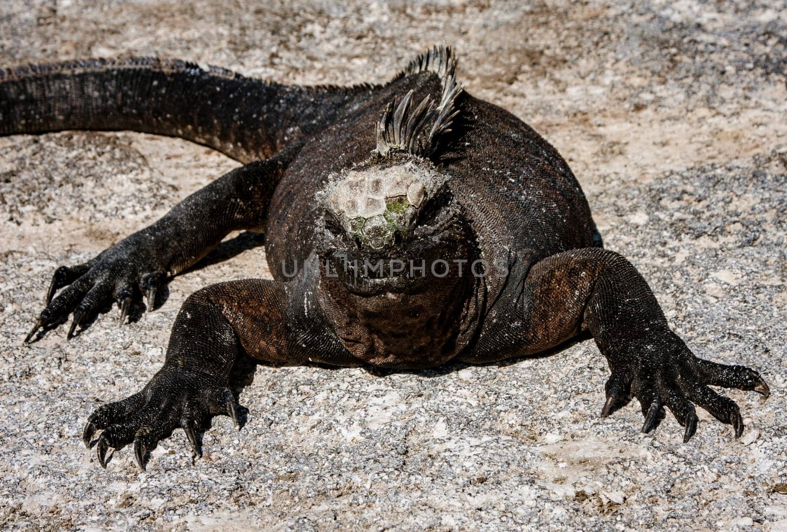 Galapagos Marine Iguanas Sunning on Rock, on Isla Fernandina, Galapagos Islands, Ecuador
