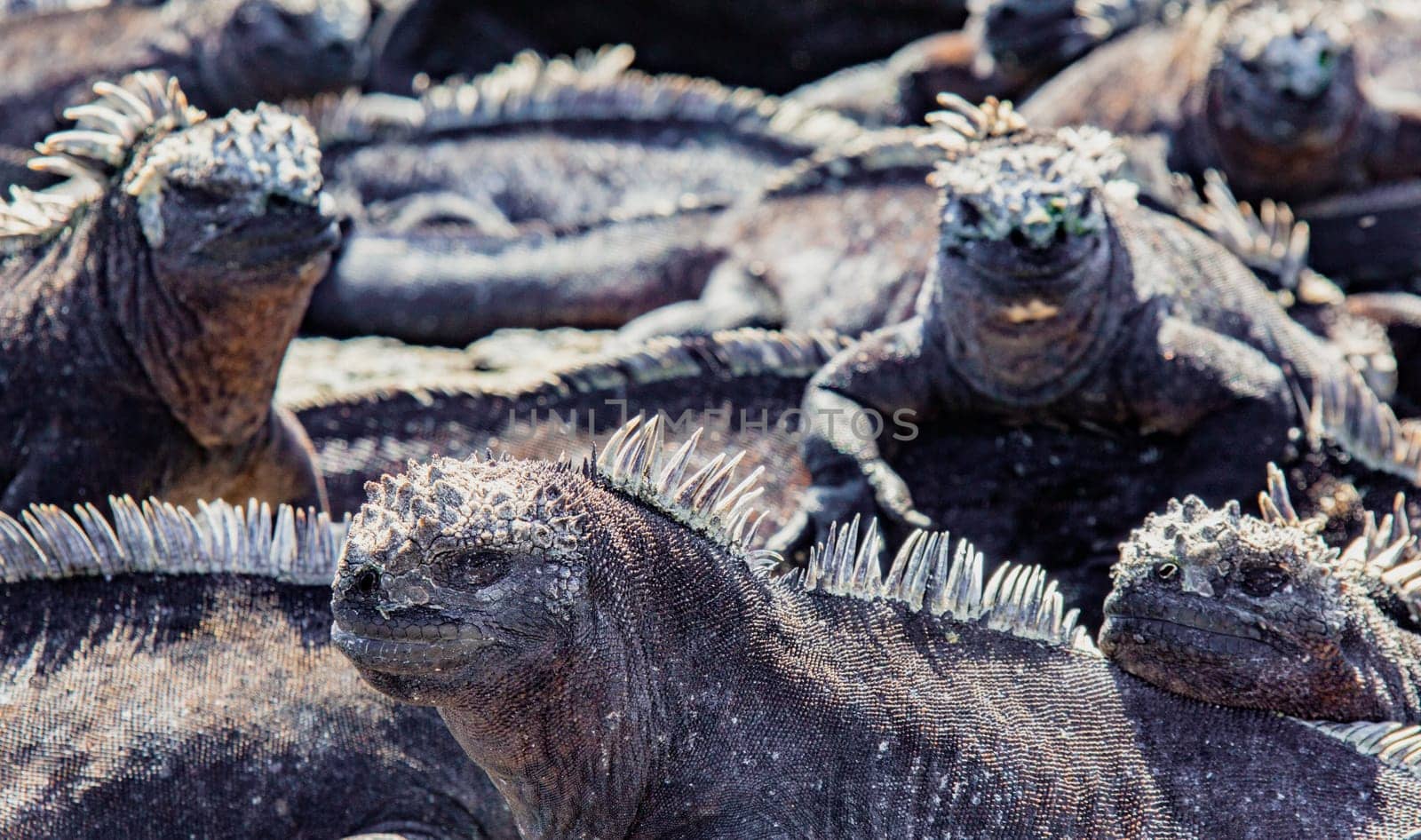 Galapagos Marine Iguanas Sunning on Rock, on Isla Fernandina, Galapagos Islands, Ecuador