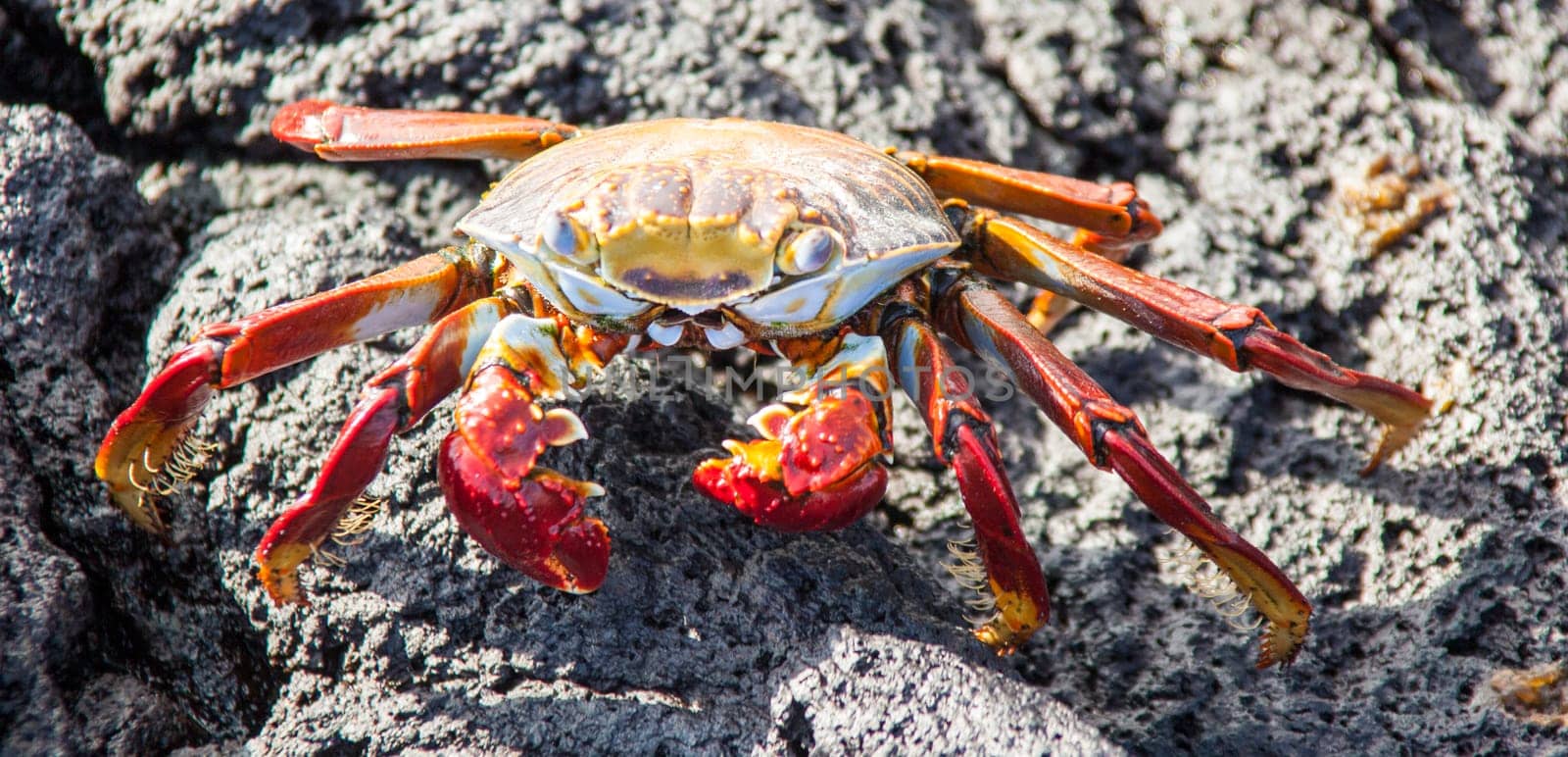 Sally Lightfoot crab on Galapagos Islands