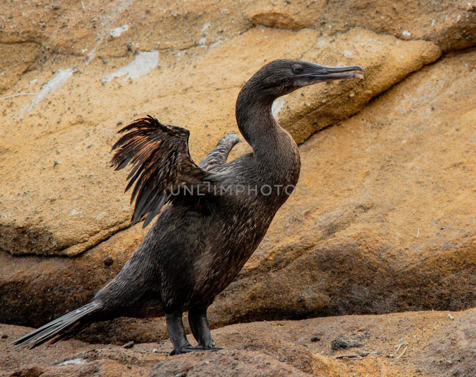 Flightless Cormorant spreads his vestigal wings