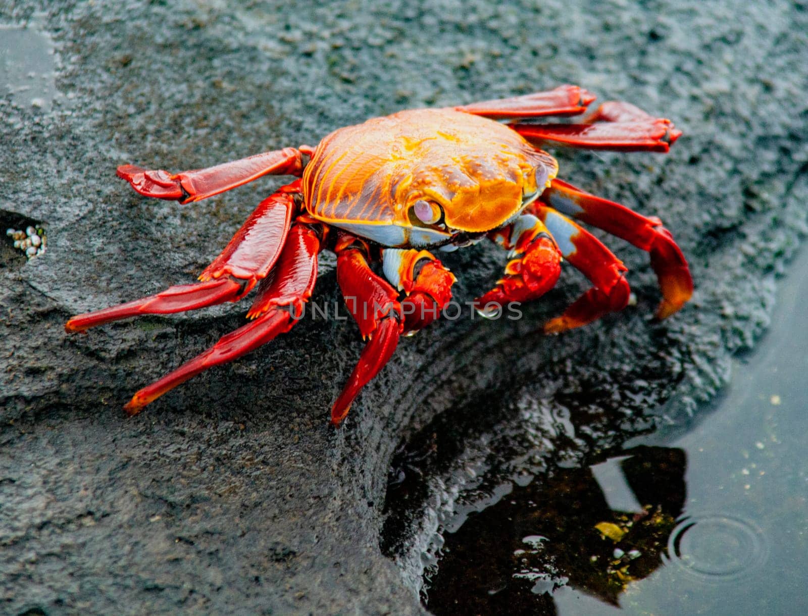 Sally Lightfoot Crab  on Rock on Isla Fernandina, Galapagos Islands, Ecuador