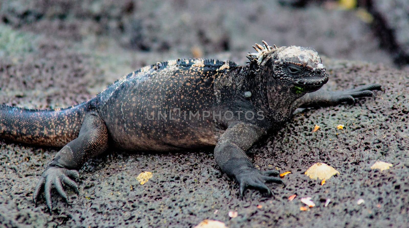 Marine Iguana on Isla Fernandina, Galapagos Islands, Ecuador