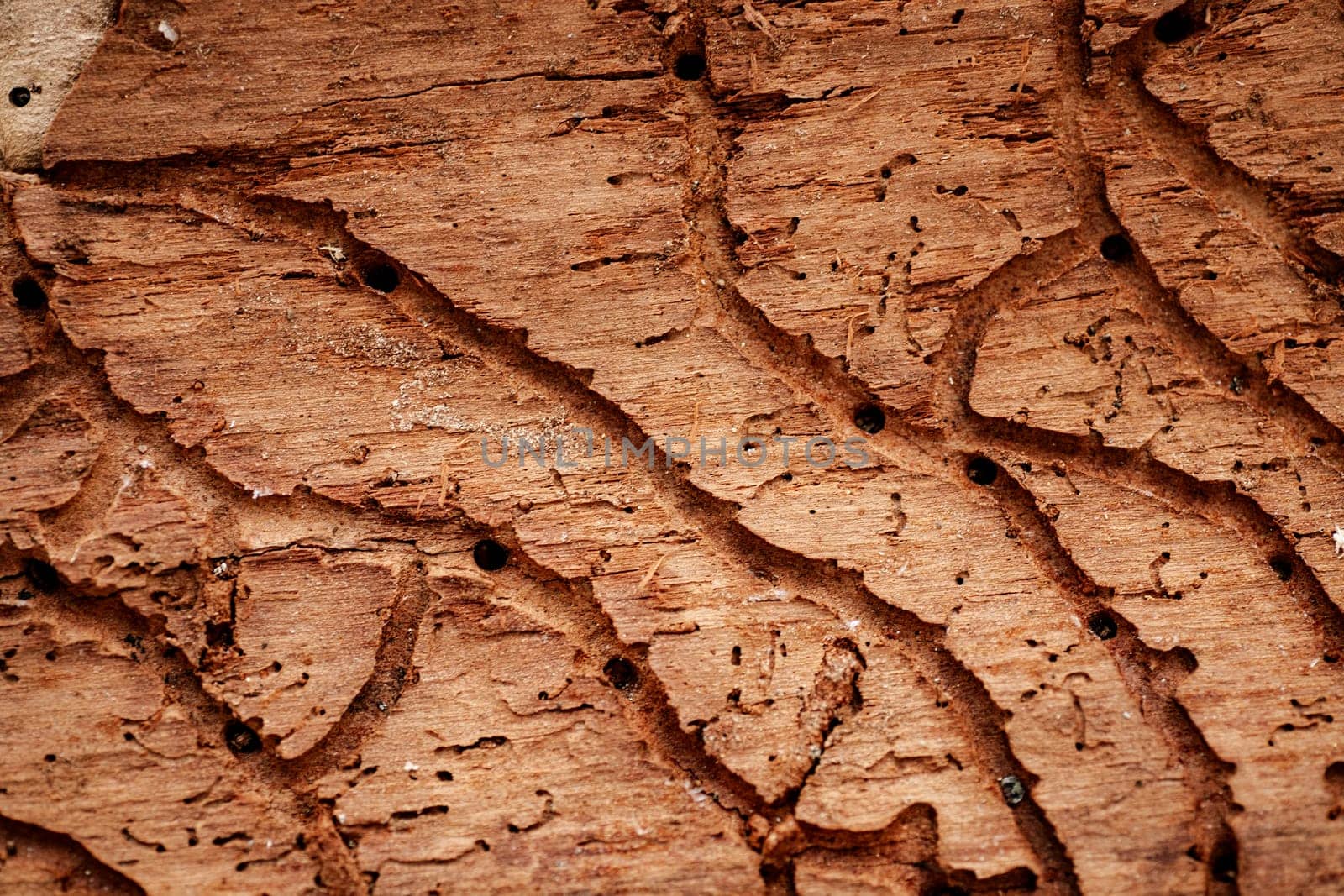 Background texture of termite eaten wood with grooves