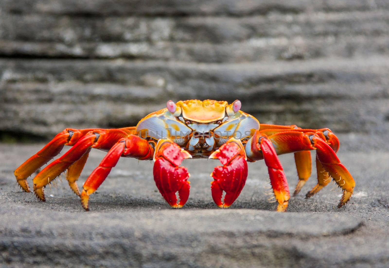 Sally Lightfoot crab on Galapagos Islands