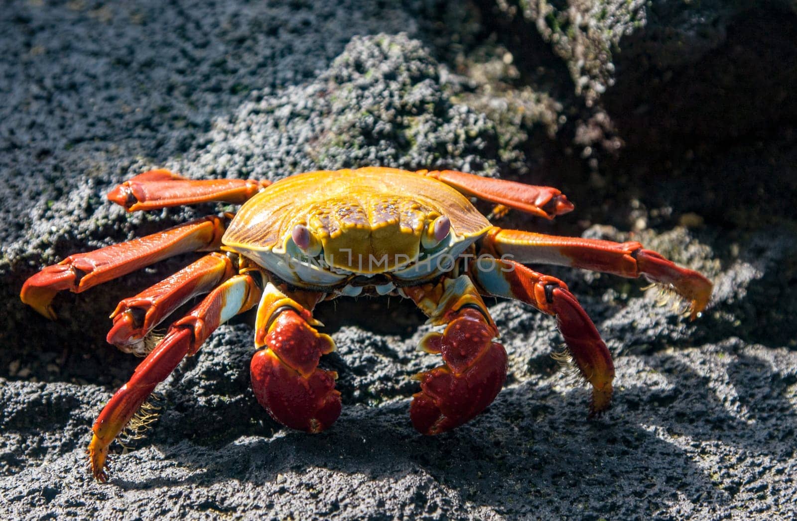 Sally Lightfoot crab on Galapagos Islands