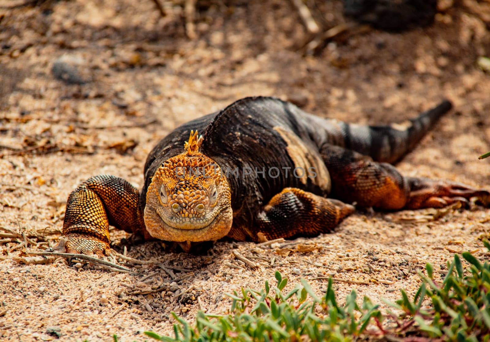 Land Iguana, on Grand Seymore Island, Galapagos islands, Ecuador