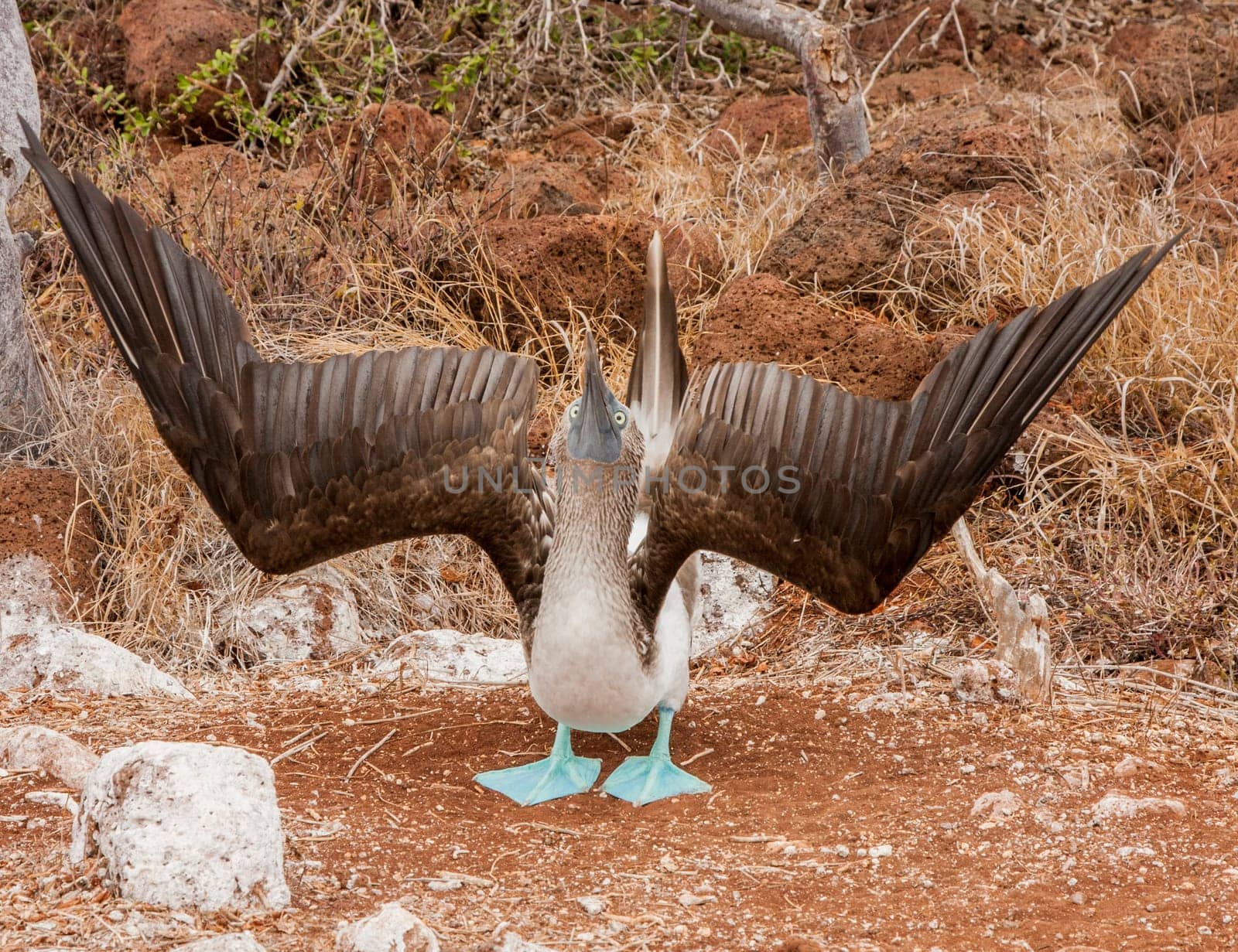 Mating Dance of Blue Footed Booby on Grand Seymore Island, Galapagos Islands, Ecuador