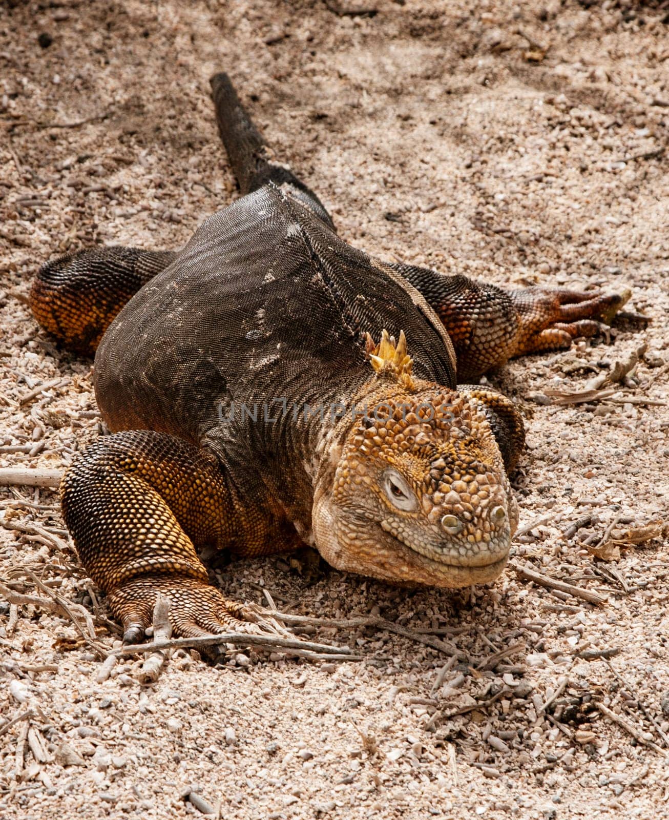 Galapagos Iguana on Beach on Grand Seymore, Galapagos Islands, Ecuador