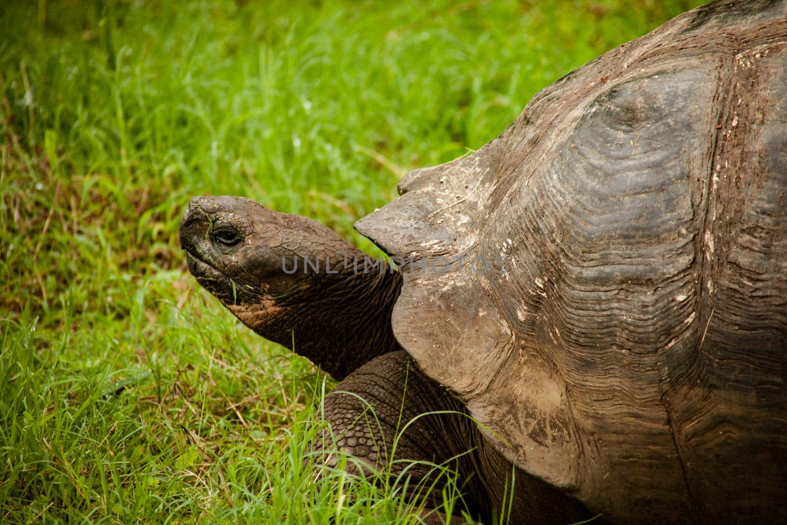 Profile of closeup of Galapagos Tortoise