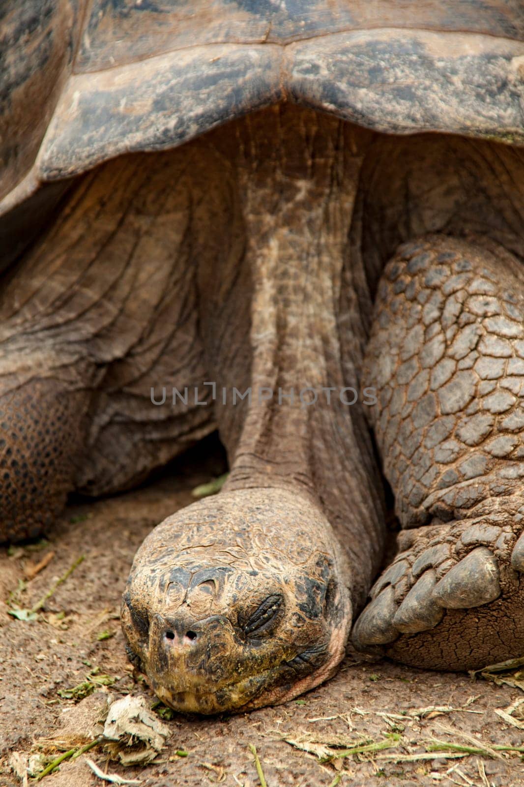 Diego, the stud, who re-populated the Espanola tortoises.
