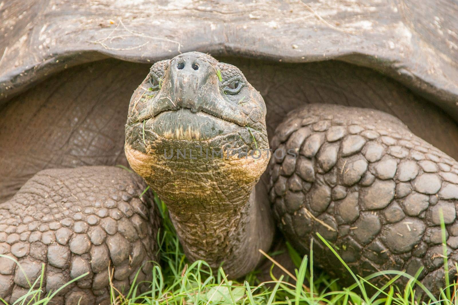 Closeup of Galapagos Tortoise on Santa Cruz Island, Galapagos Islands