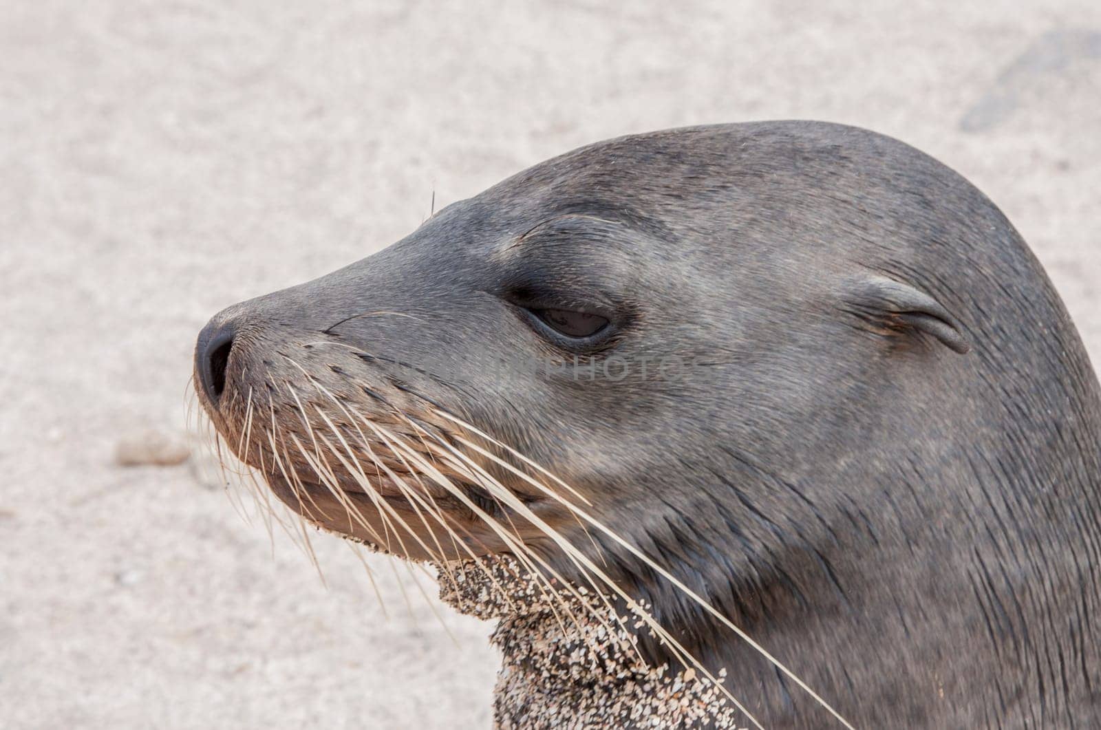 Closeup profile of Galapagos Sea Lion