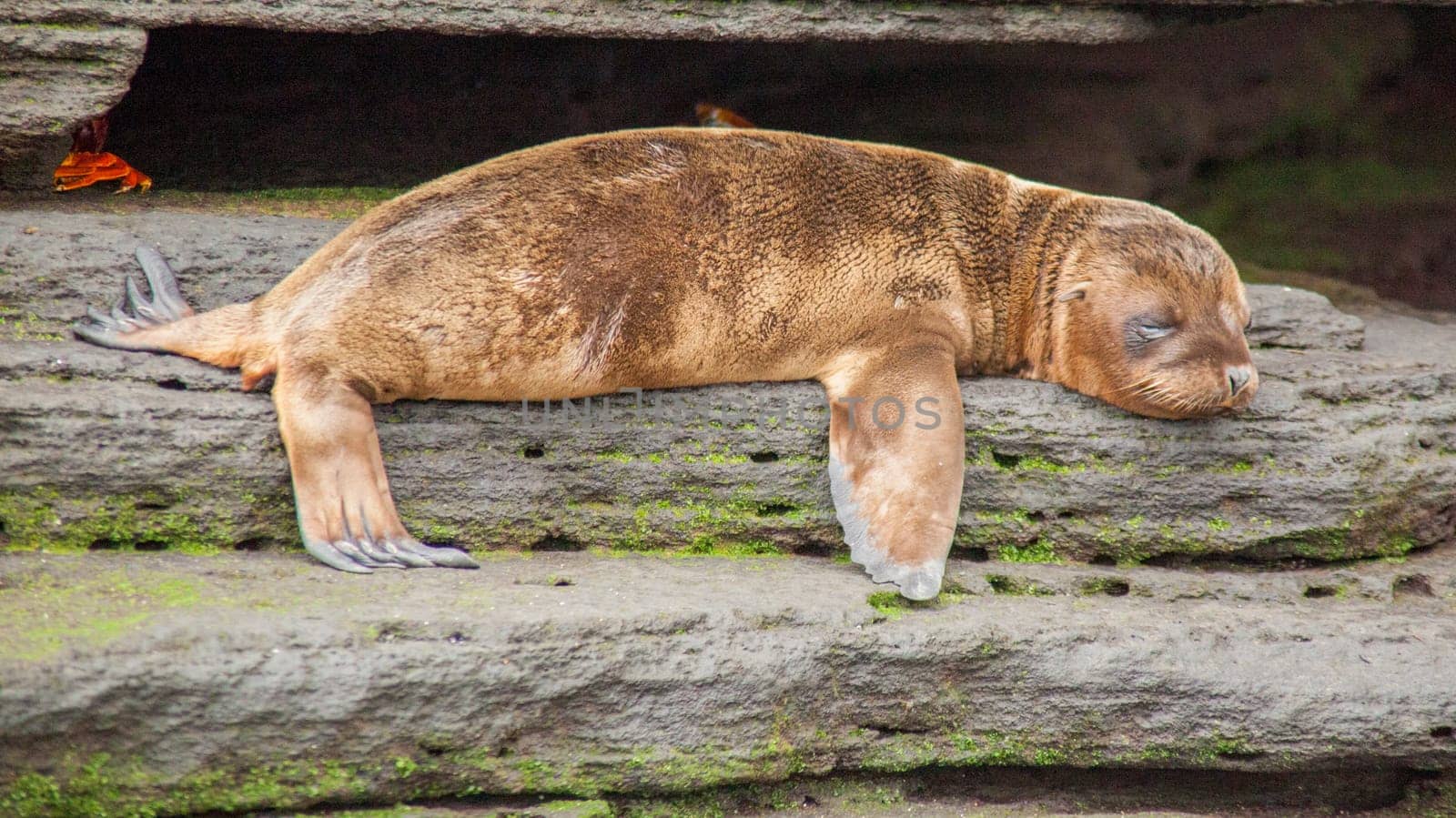 Baby sea lion laying down in Galapagos