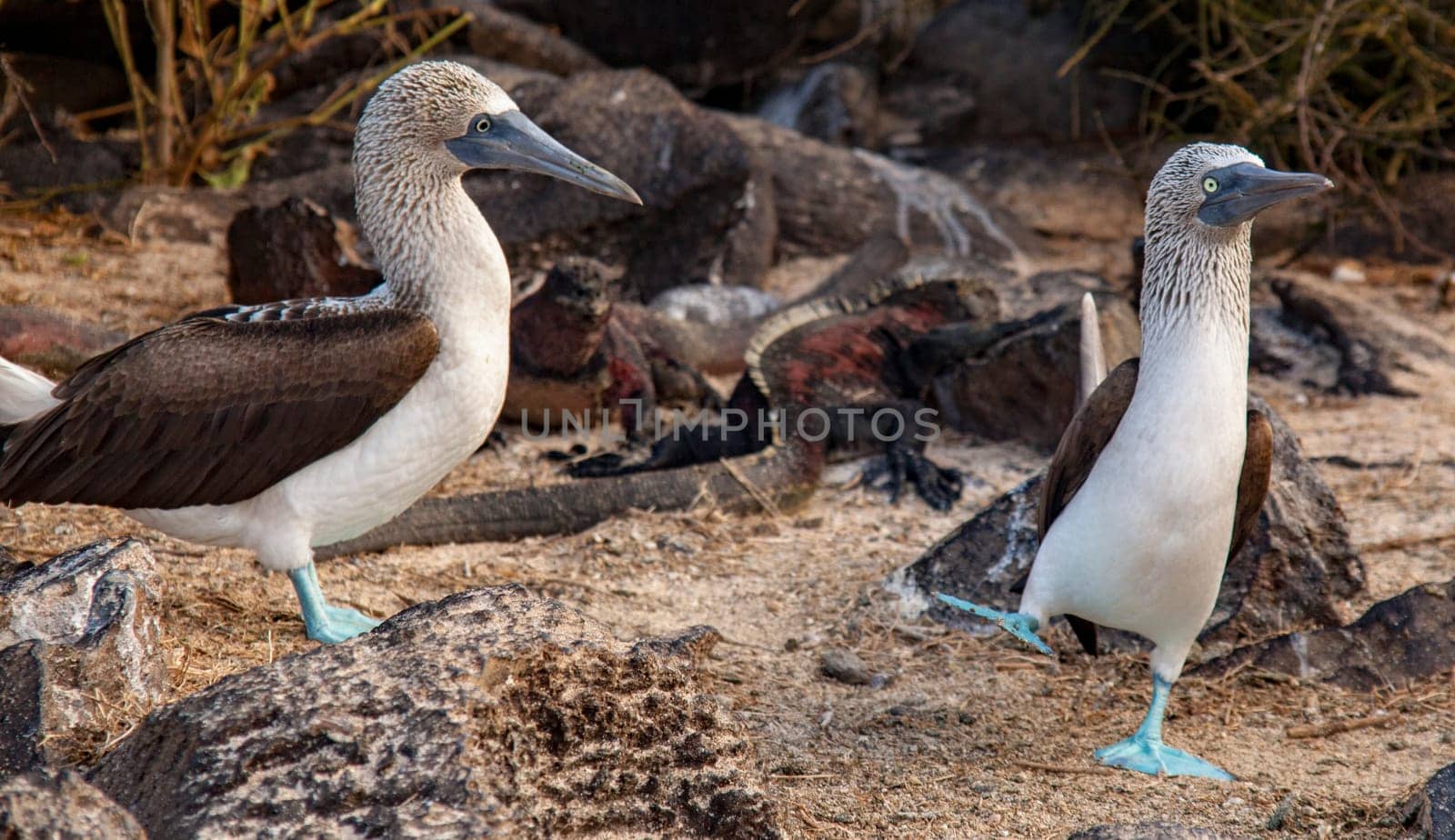 A male blue footed booby dances to attract the nearby female