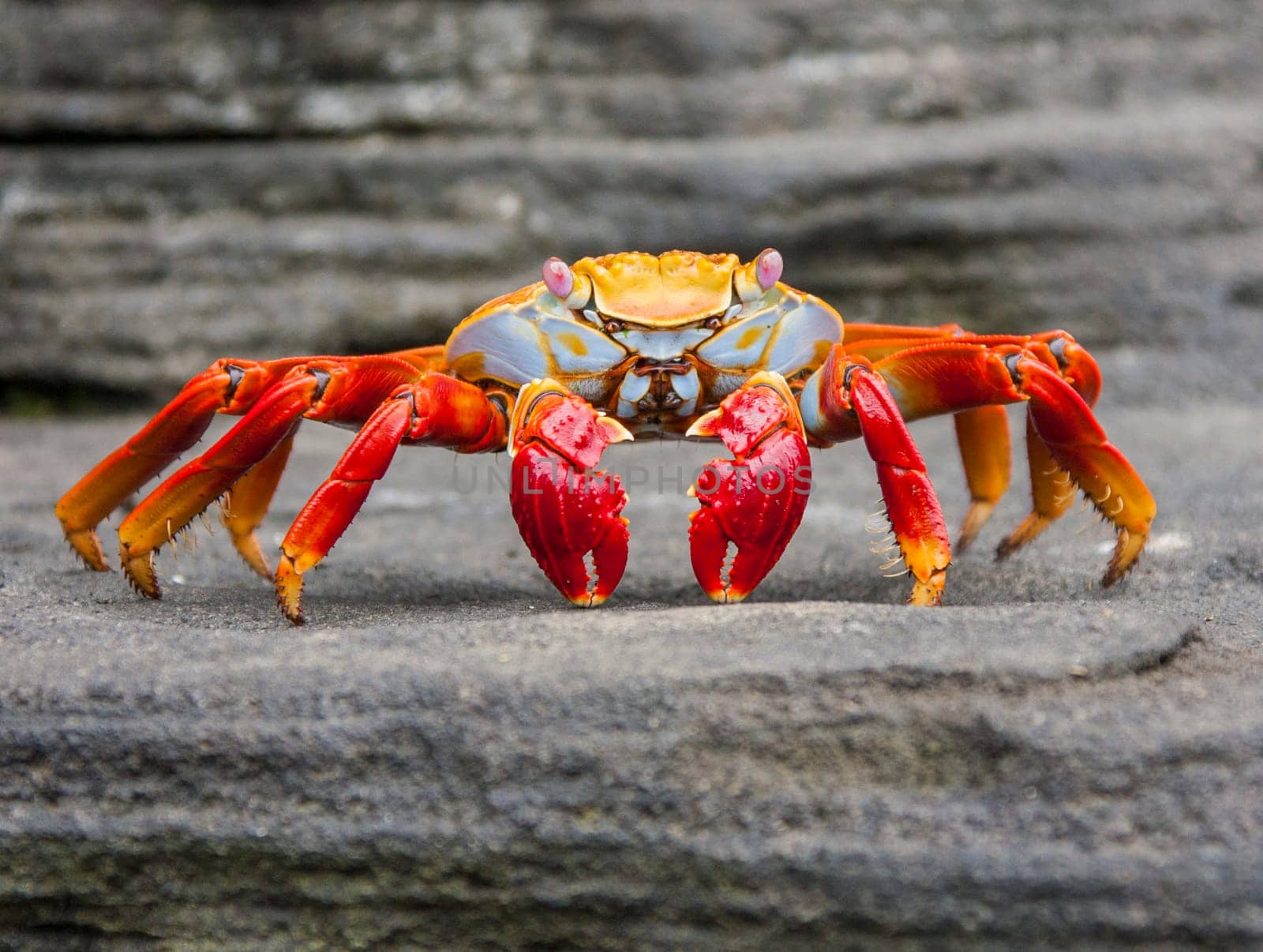 Sally Lightfoot crab on Galapagos Islands
