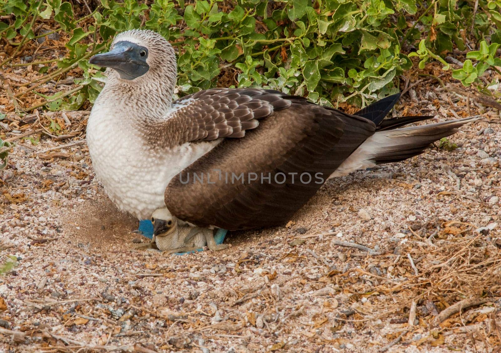 Blue Footed Booby Mother sitting on chick in nest