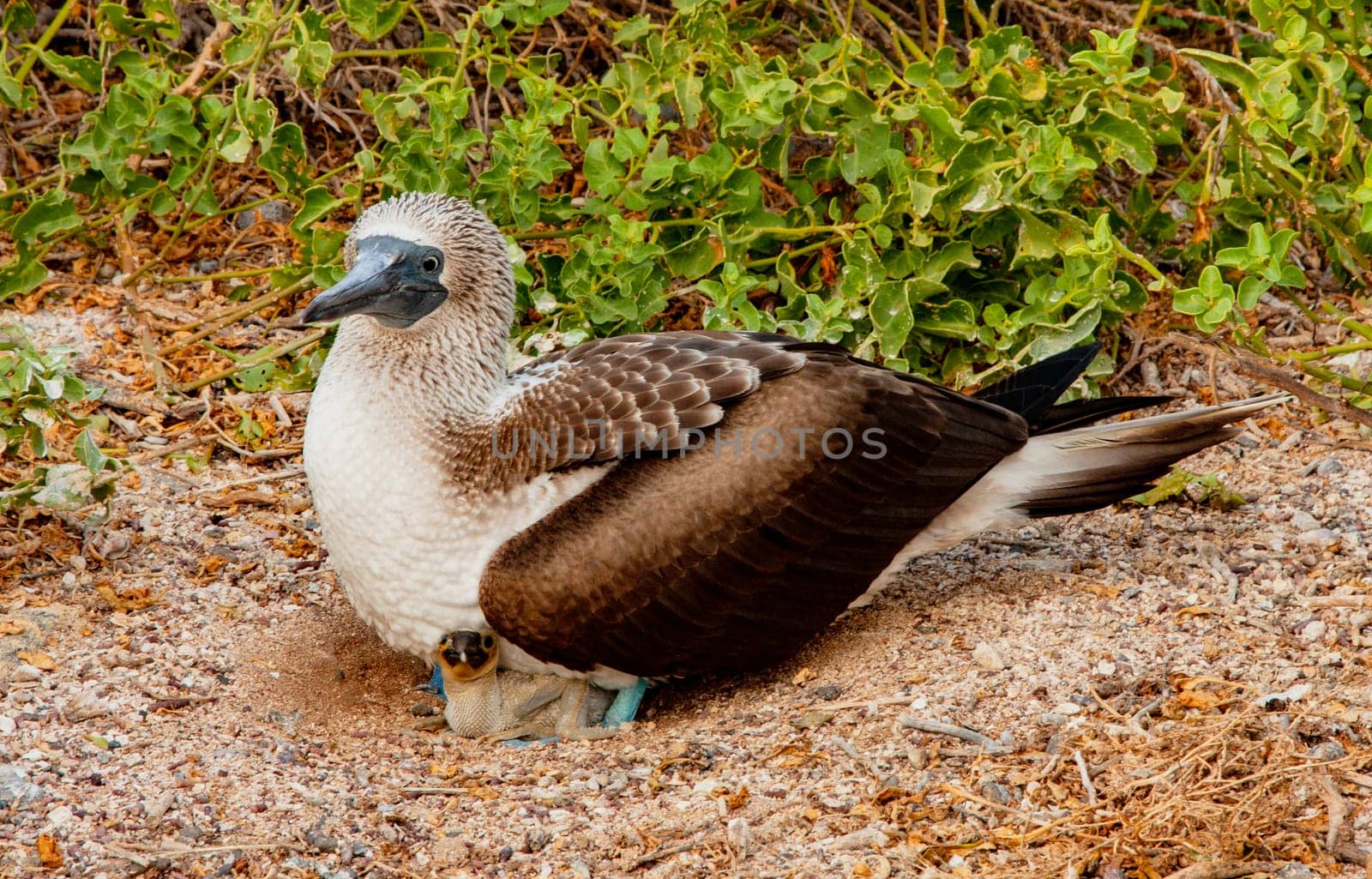 Blue Footed Booby Mother sitting on chick in nest