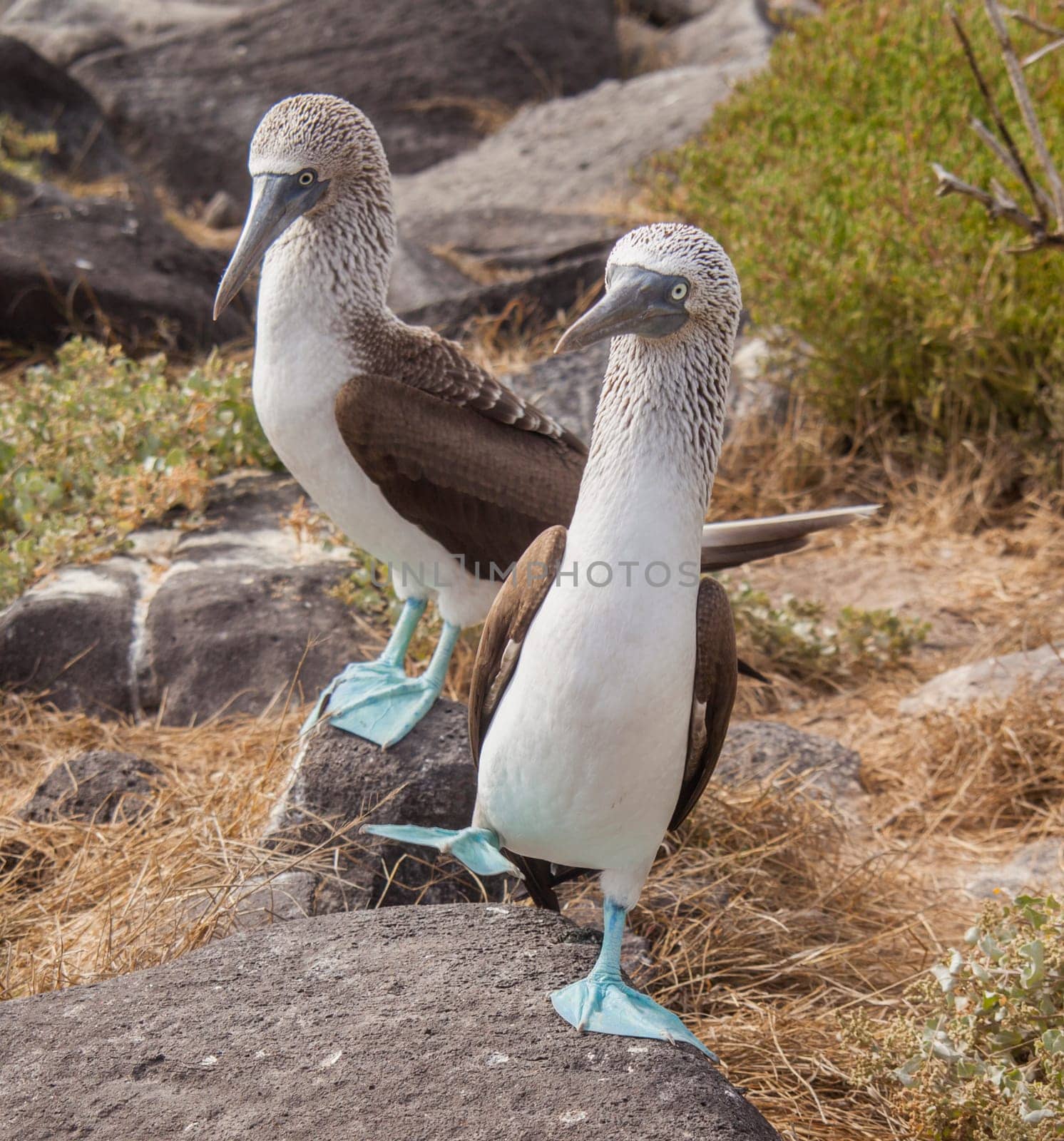Blue Footed Booby pair doing mating dance