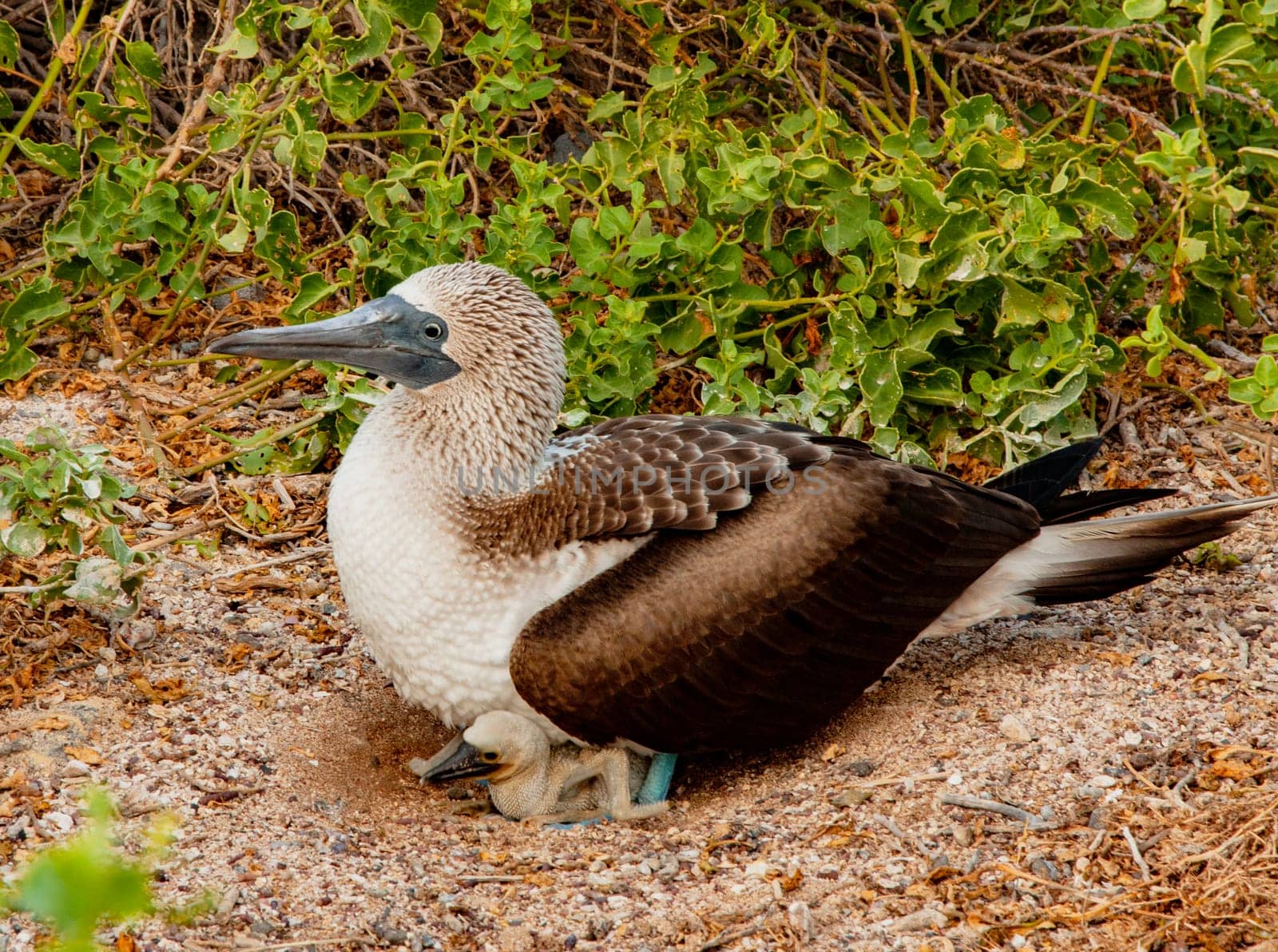 Blue Footed Booby Mother sitting on chick in nest