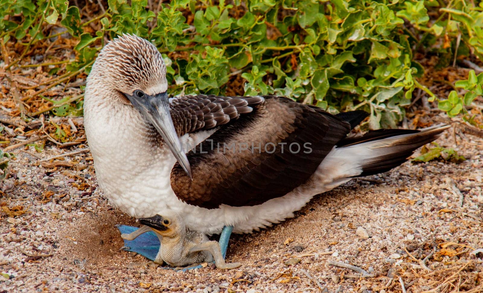 Blue Footed Booby Mother sitting on chick in nest