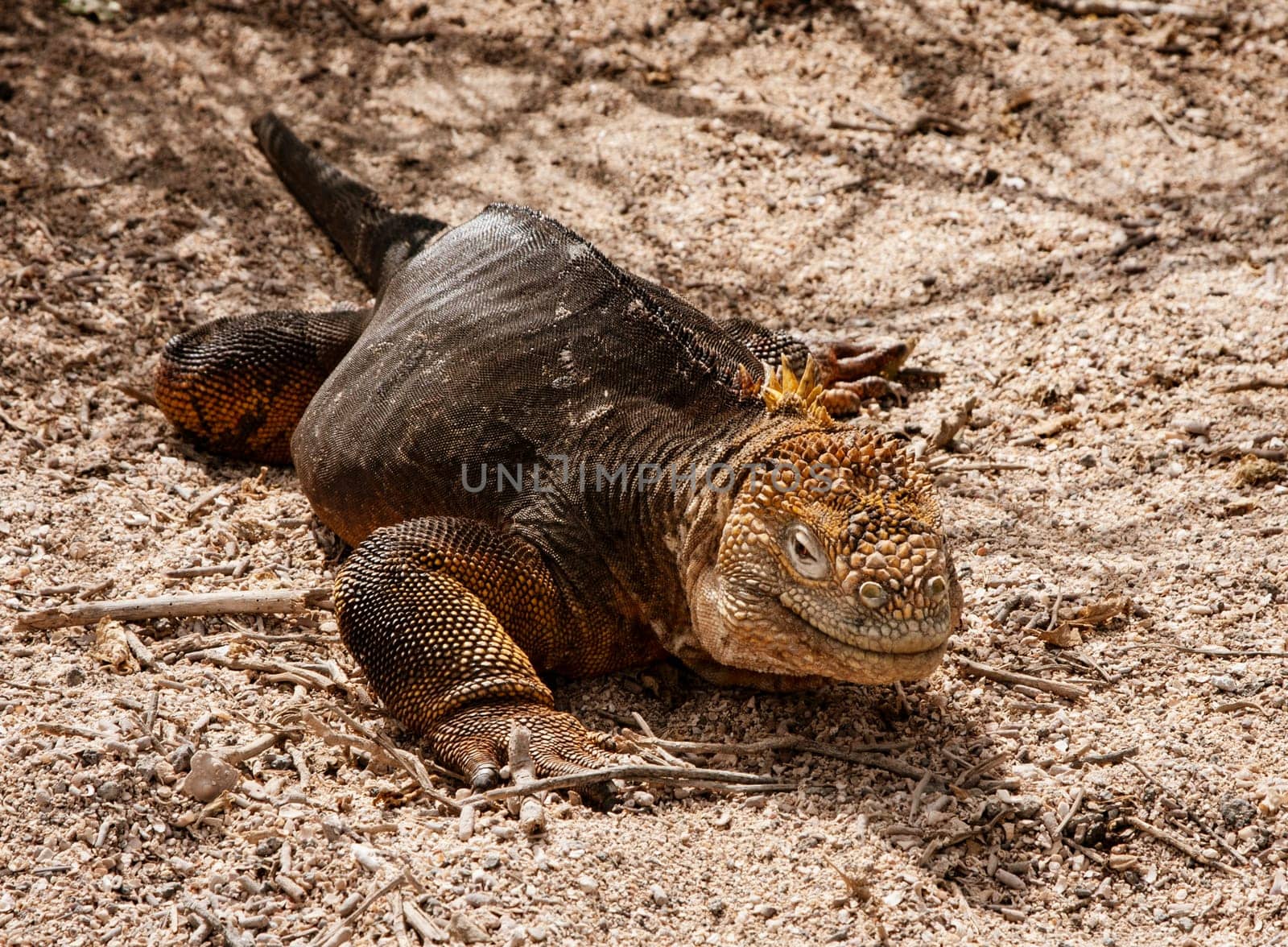 Land Iguana, on Grand Seymore Island, Galapagos islands, Ecuador