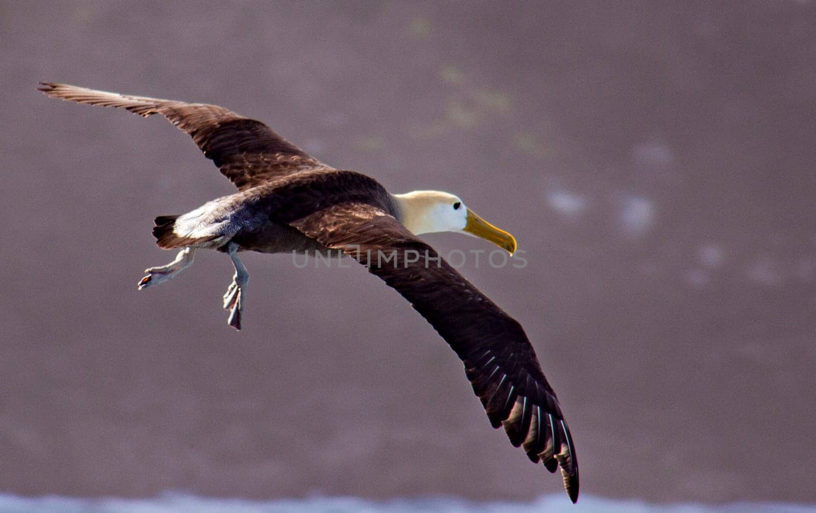 With 7' wing spans  they can stay at sea for years without touching land.