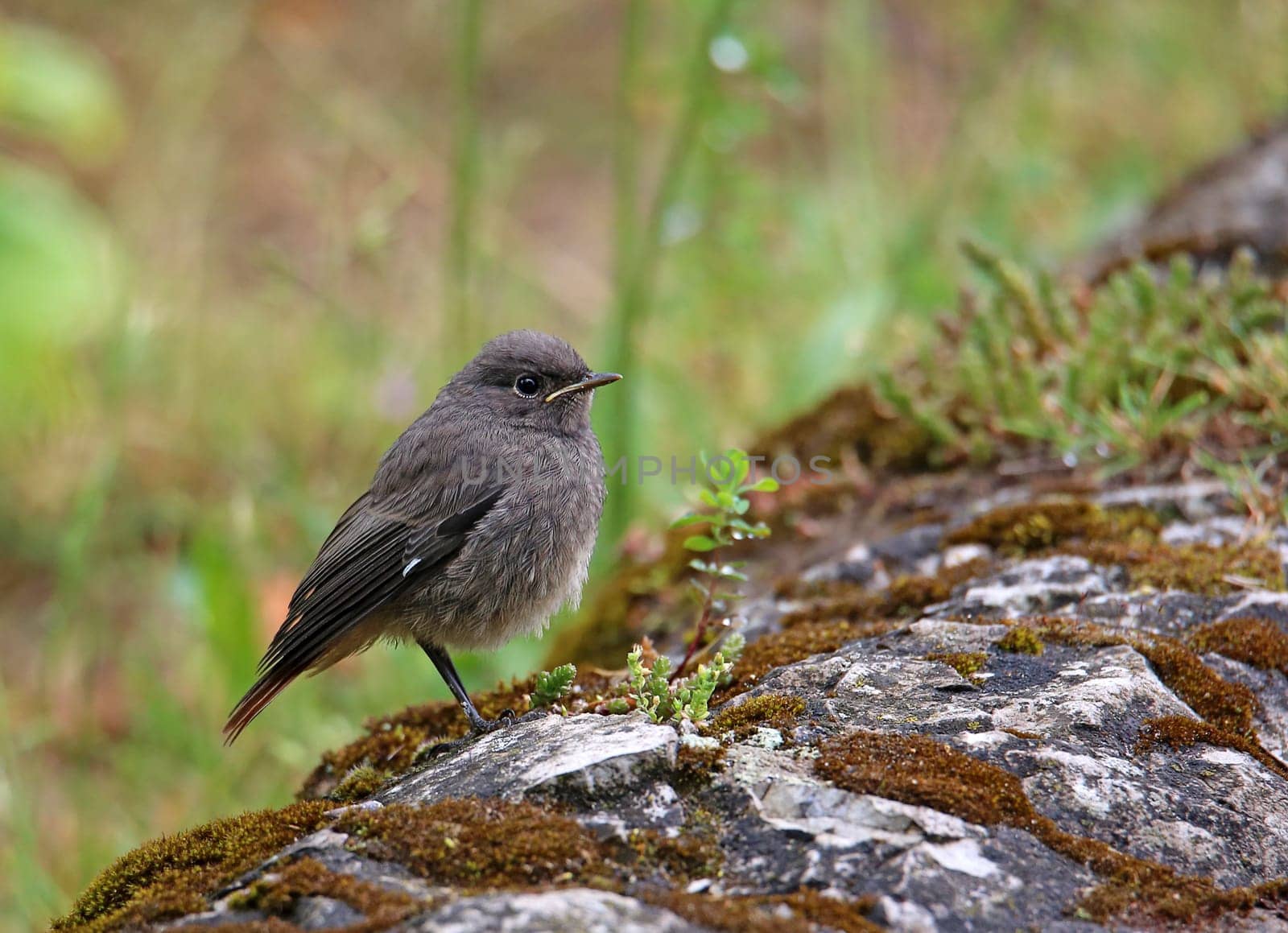 Young redstart Phoenicurus ochruros