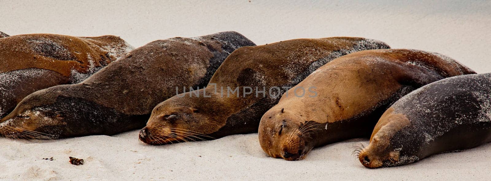 Sea Lion on Espanola Island, Galapagos Islands, Ecuador