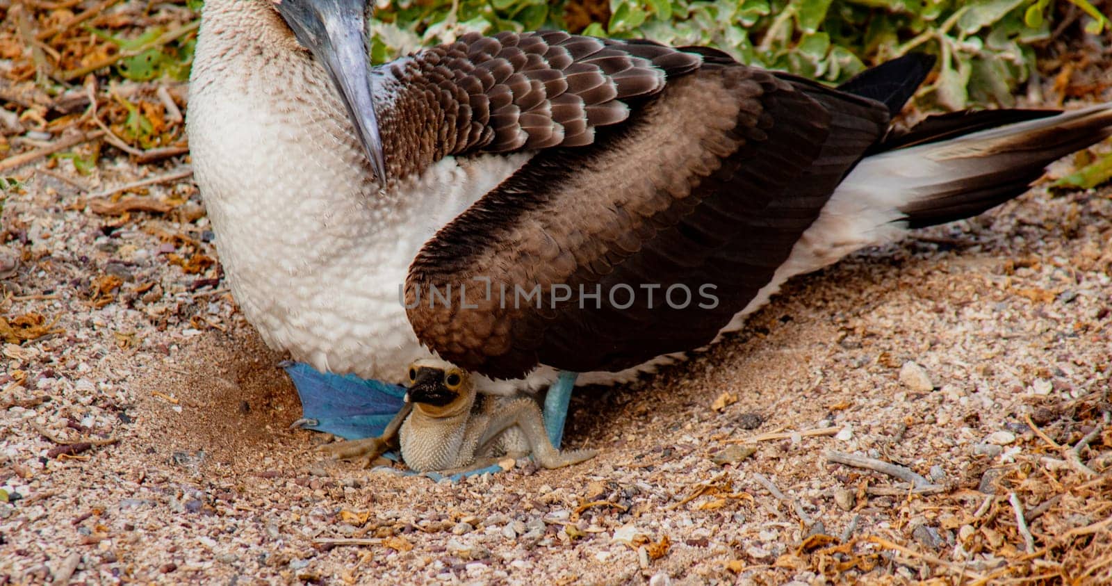 Blue Footed Booby Mother sitting on chick in nest
