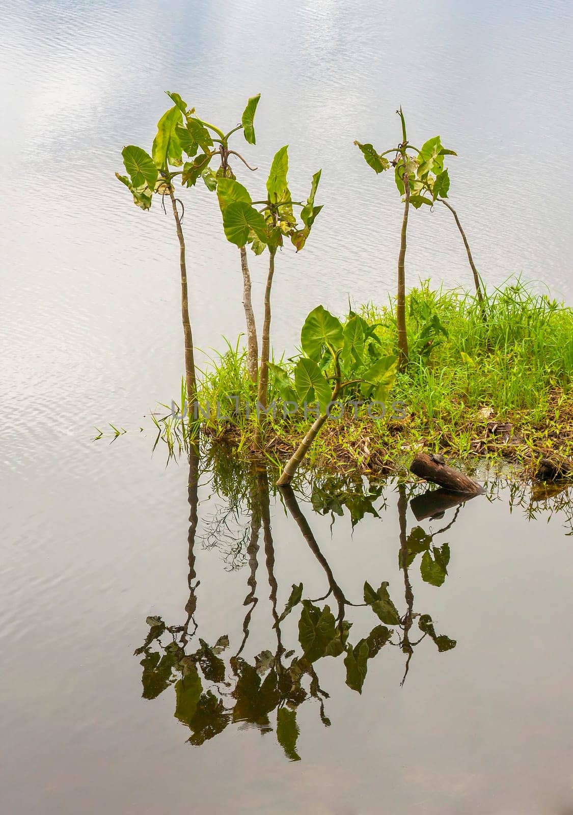 Tiny island of plants in lake in Amazon