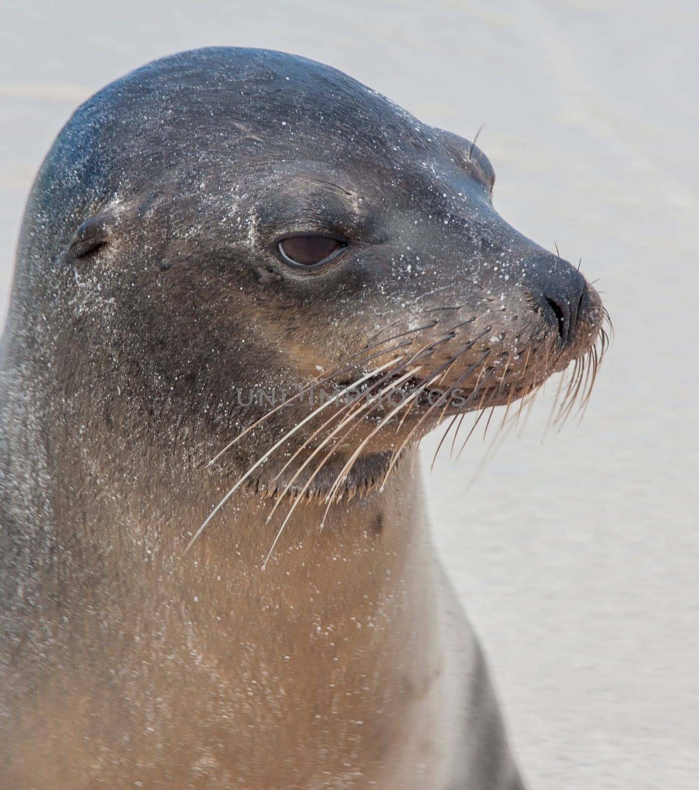 Closeup of Galapagos Sea Lion