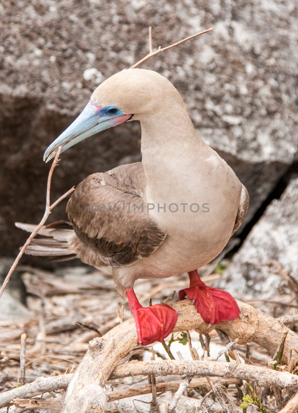 Red-footed booby on Isla San Cristobal, Galapagos, Ecuador