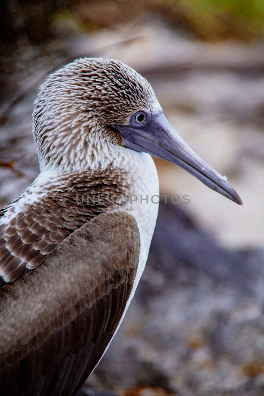 Closeup profile of blue footed boobie