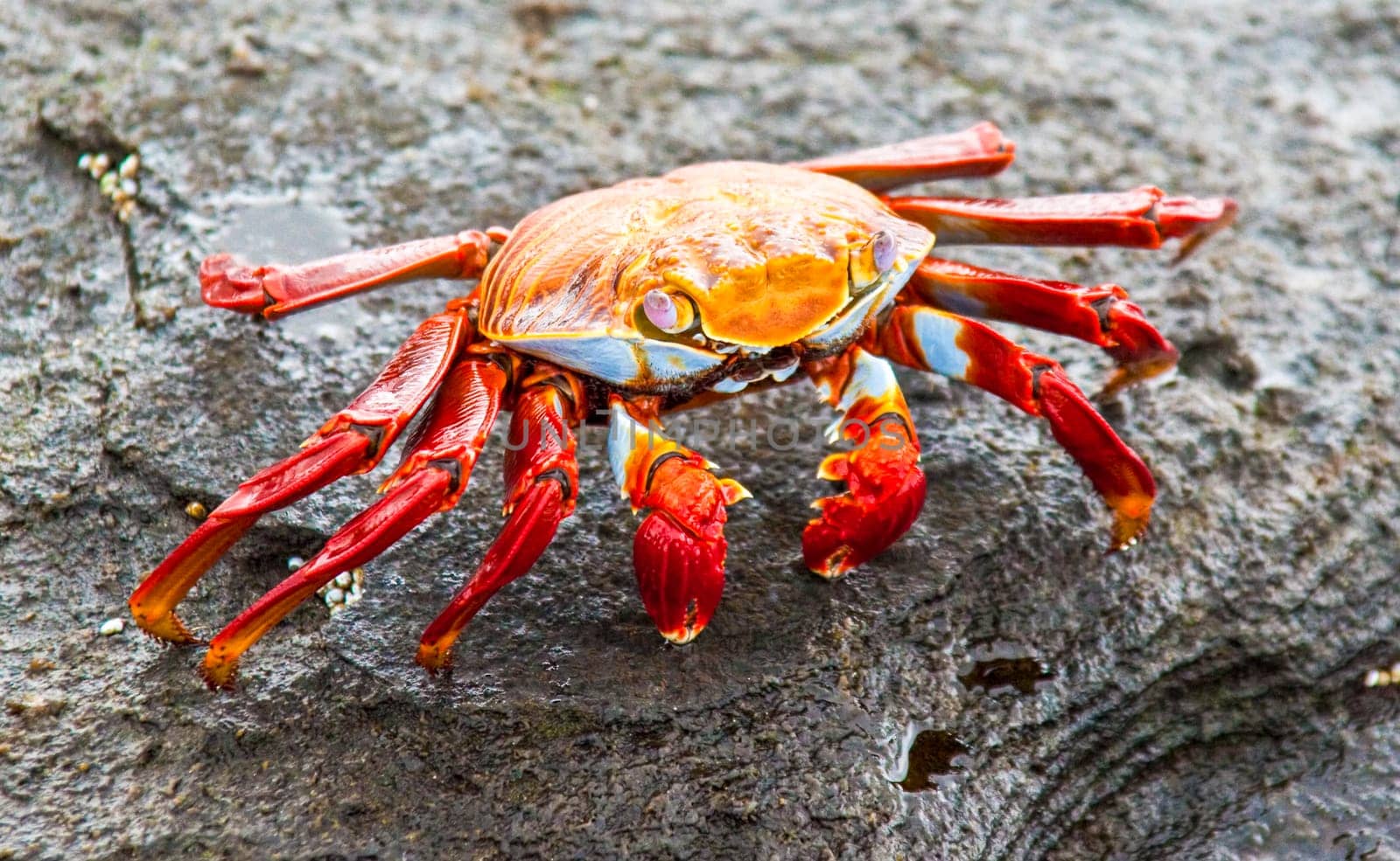 Red Sally Lightfoot crab on Galapagos Islands