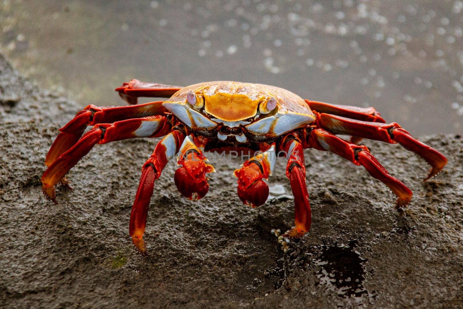 Sally Lightfoot Crab  on Rock on Isla Fernandina, Galapagos Islands, Ecuador