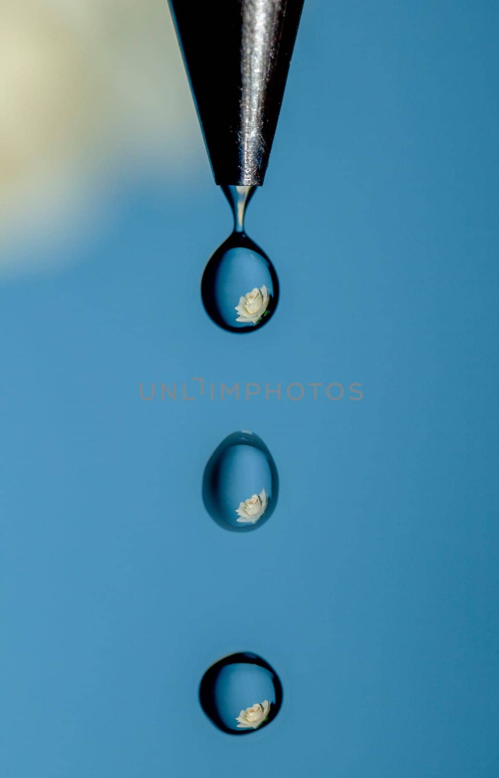a white rose refracted through drops of water falling from faucet