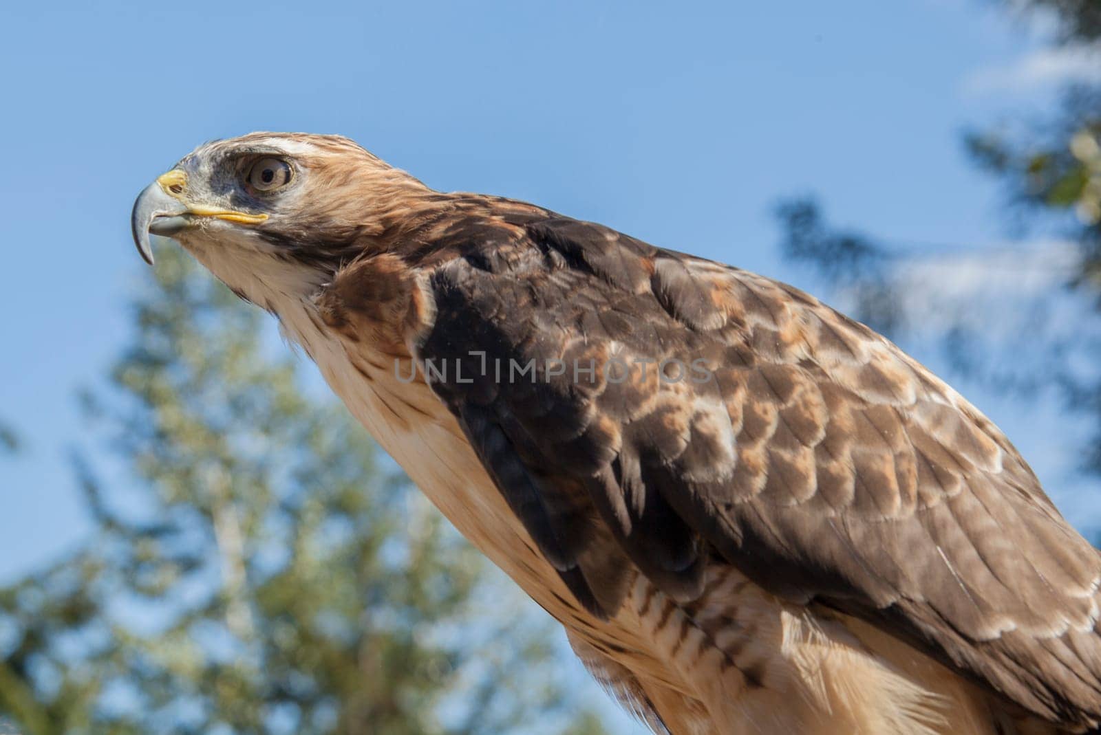Red Tailed Hawk Staring at the Kroschel Films Wildlife Center, in Skagway, Alaska