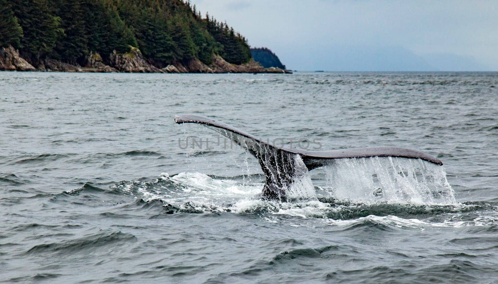 Humpback whale diving off the coast of Juneau, Alaska