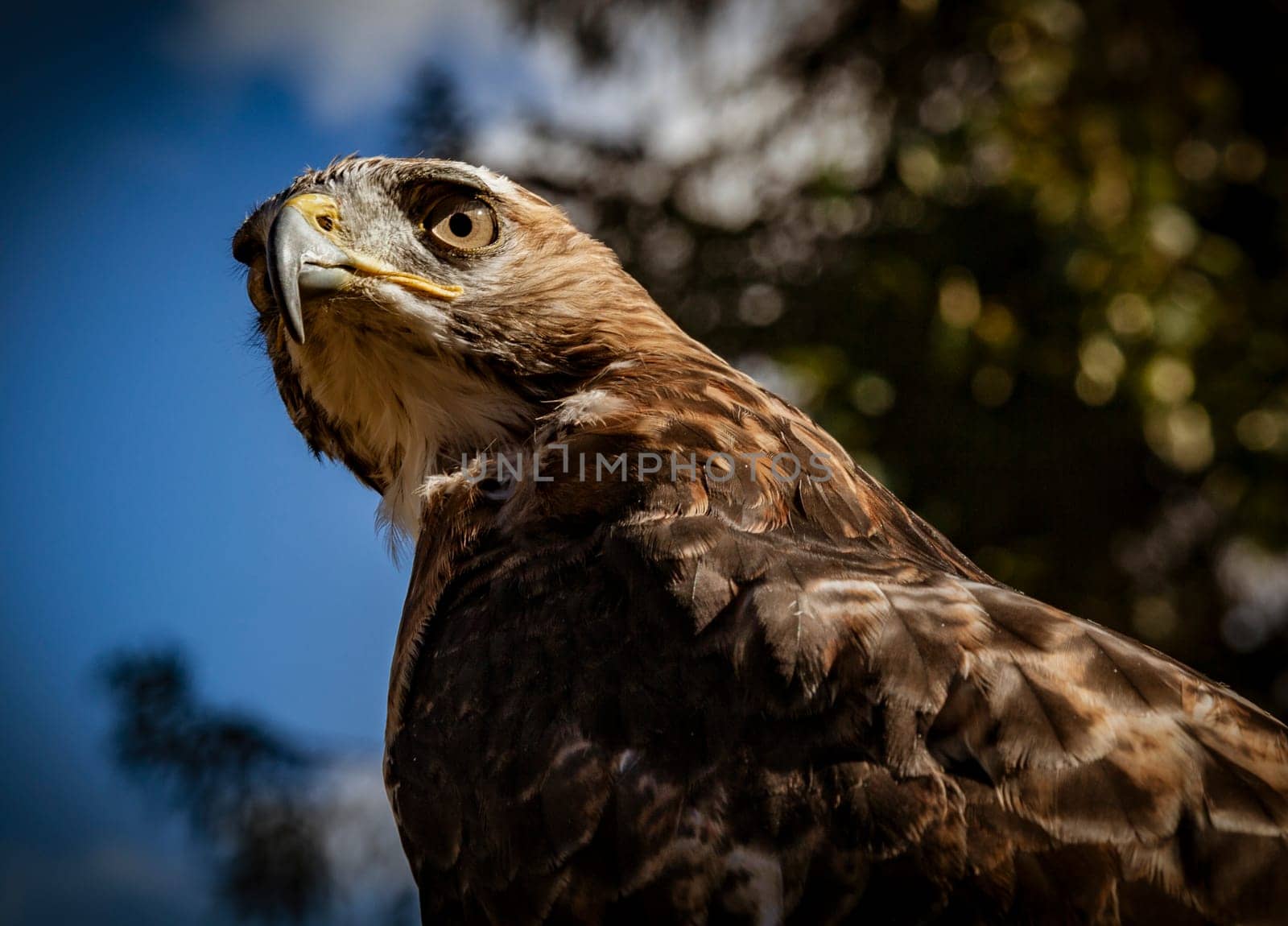 Red Tailed Hawk Staring at the Kroschel Films Wildlife Center, in Skagway, Alaska
