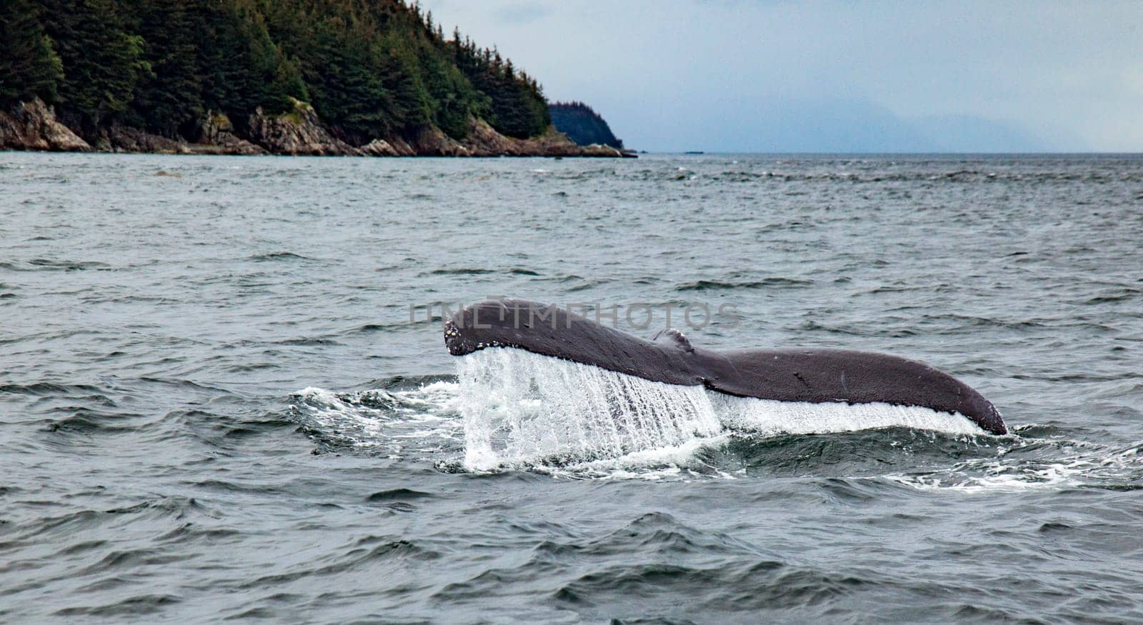 Humpback whale diving off the coast of Juneau, Alaska